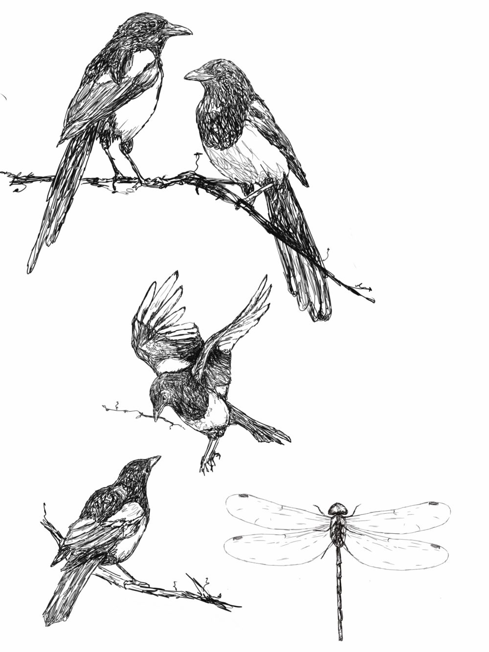 The Birds Artwork