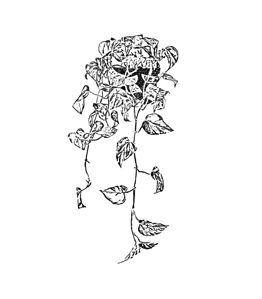 Pathos Vine Artwork