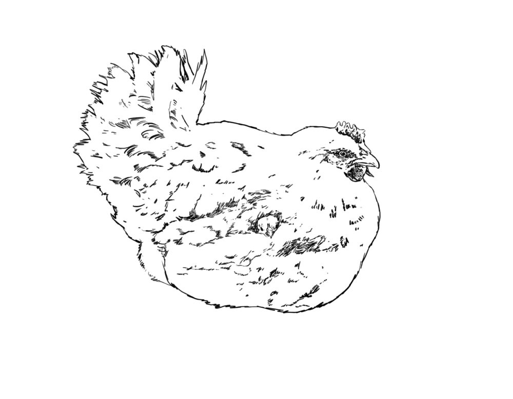 Chicken Of Fury Artwork