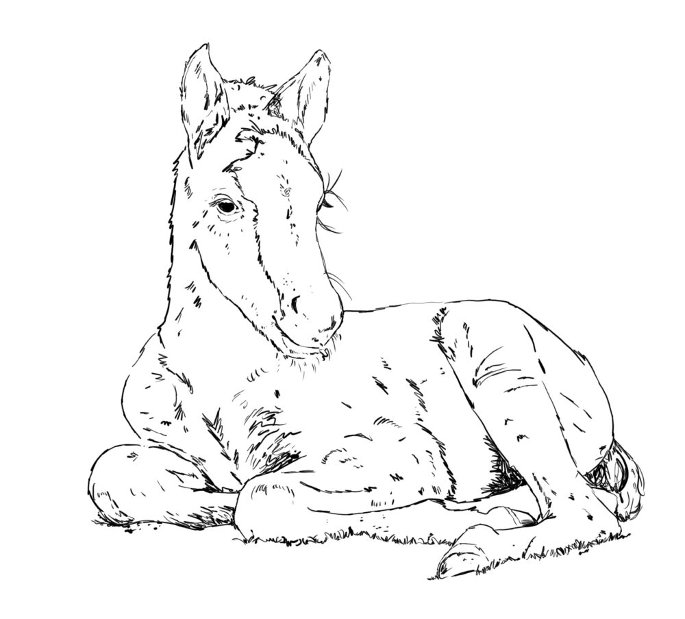 Horse Artwork