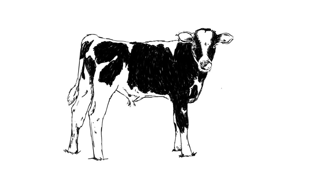 Cow Artwork