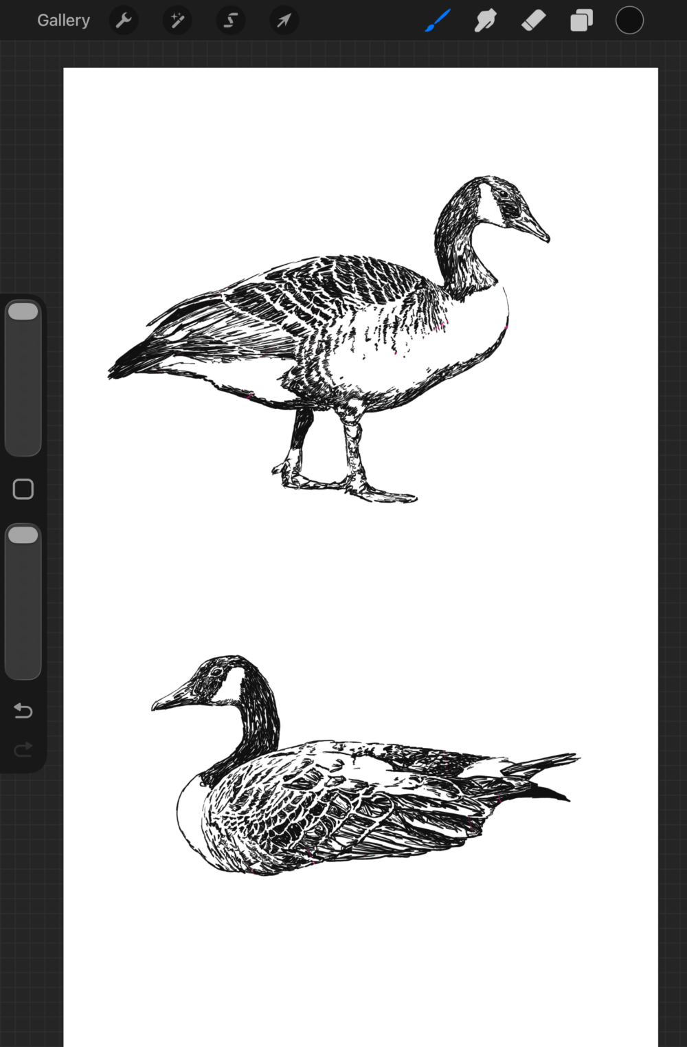Canadian Goose Artwork