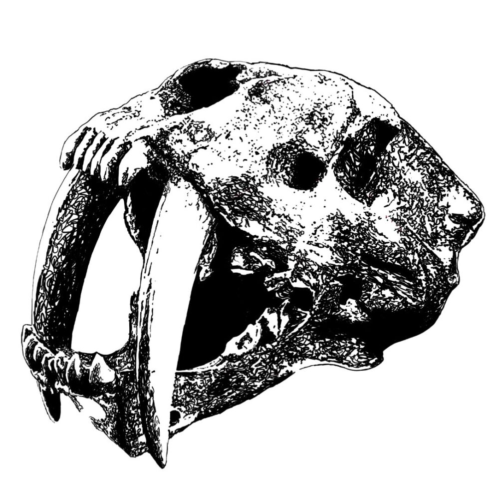 Animal Skull Artwork
